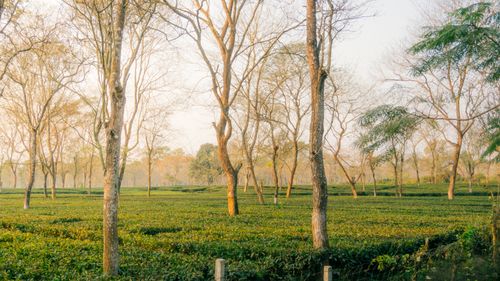 Free Serene view of a tea plantation with bare trees in early spring sunlight. Stock Photo