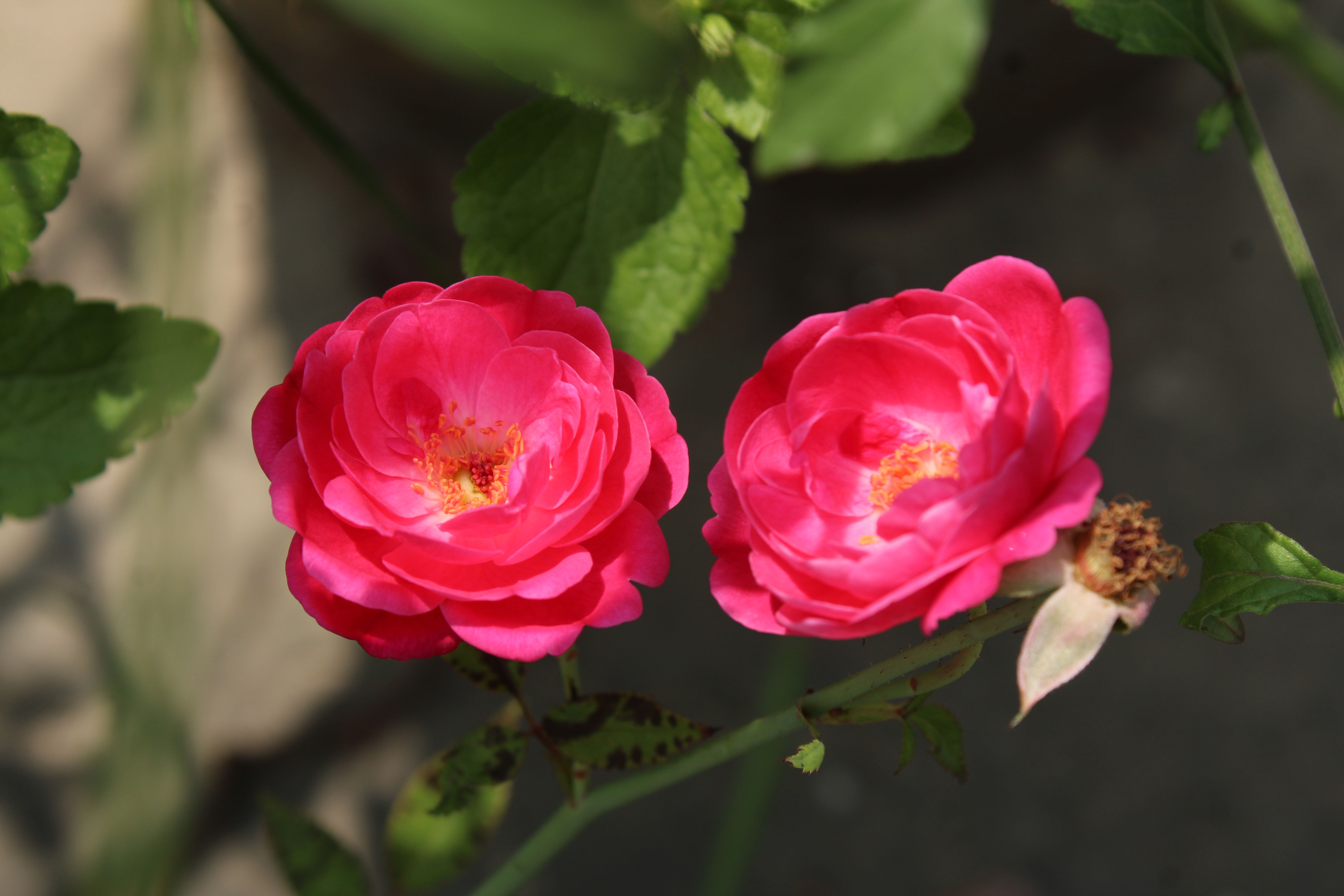Vibrant Pink Roses in Natural Sunlight · Free Stock Photo