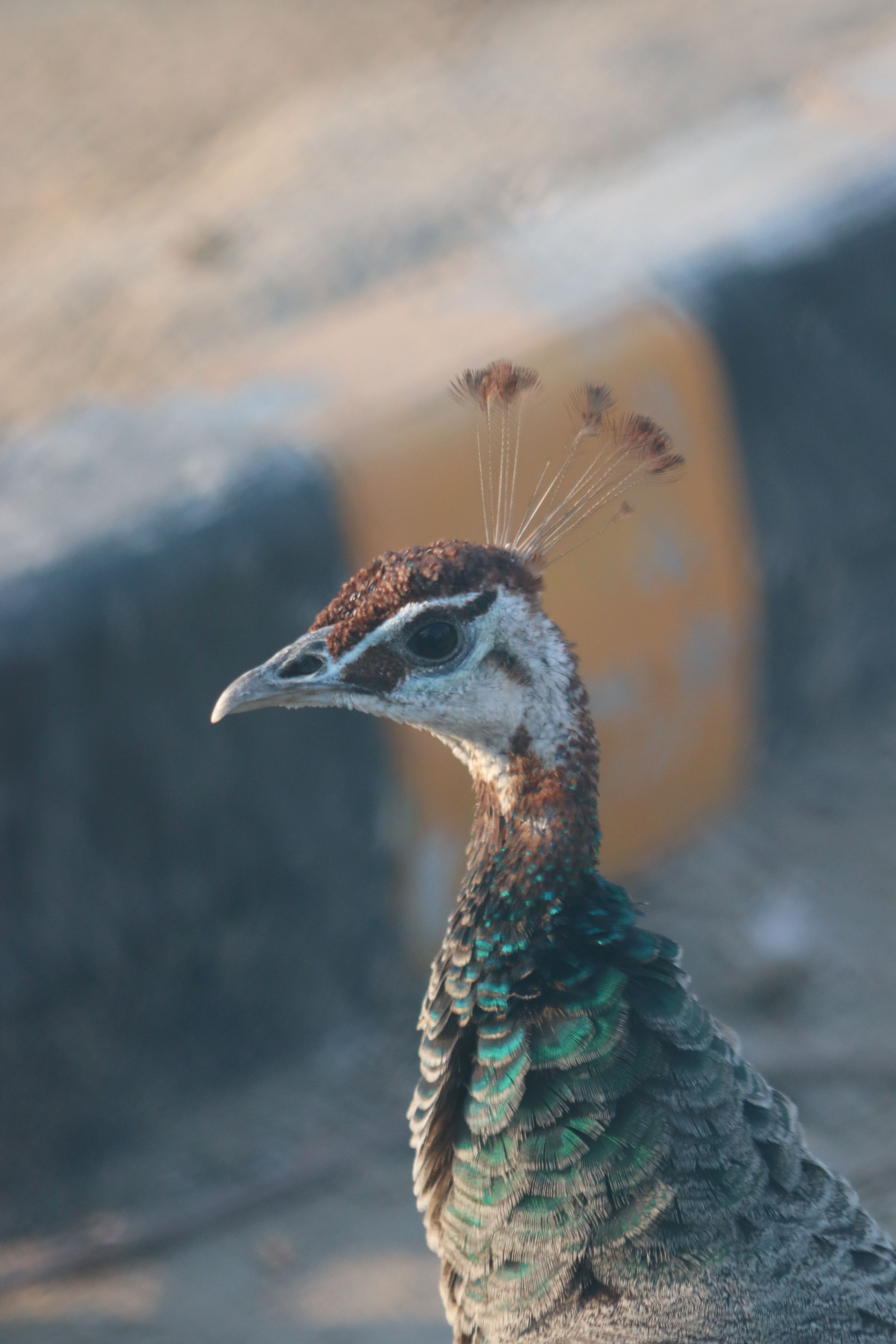 Detailed photo of a peacock showcasing its intricate feather patterns and unique crest plumes.