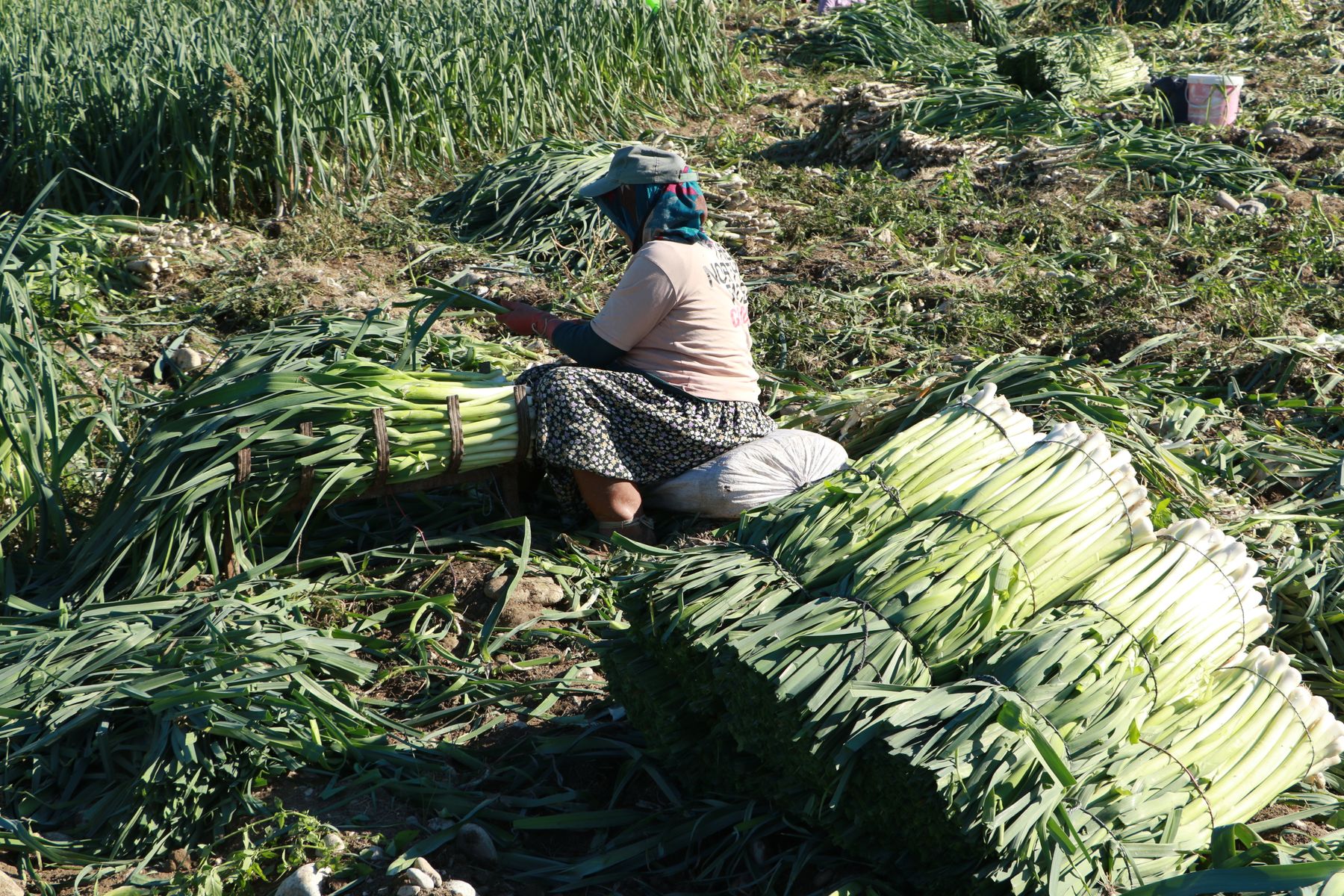 Farmer harvesting fresh leeks in a field Farmer harvesting fresh leeks in a field