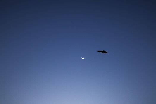 A solitary bird soars across a twilight sky with a crescent moon creating a serene scene.