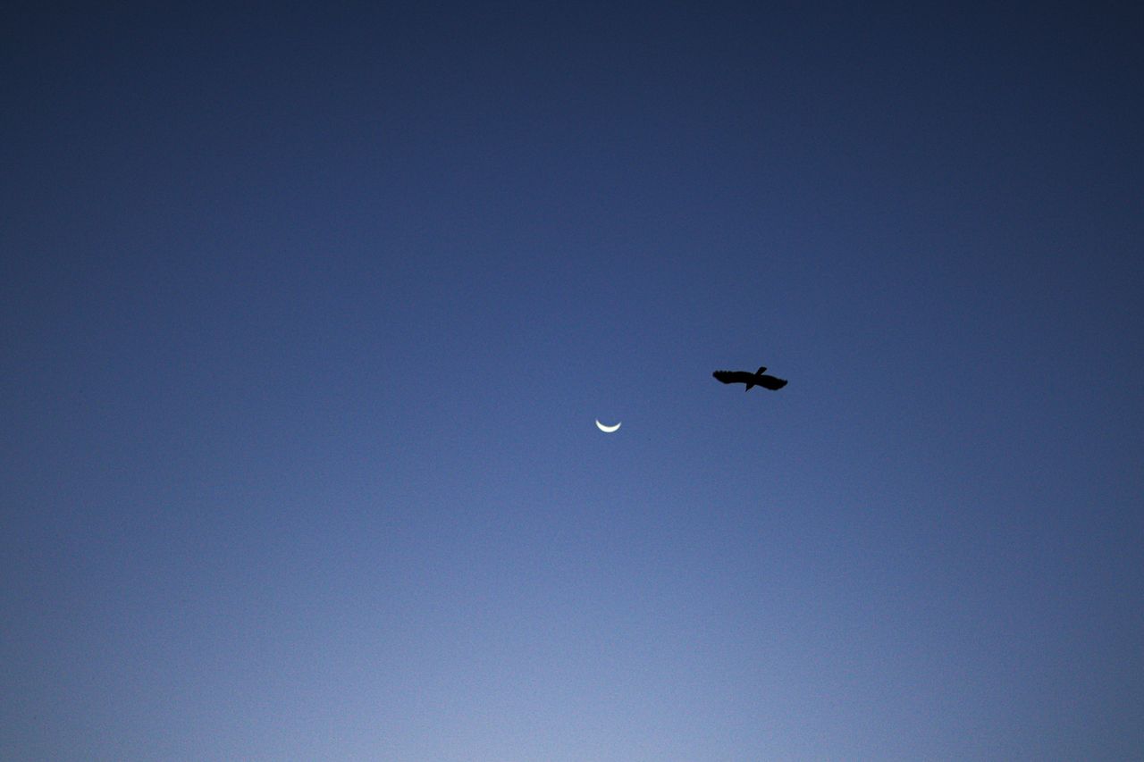 a solitary bird soars across a twilight sky with a crescent moon creat