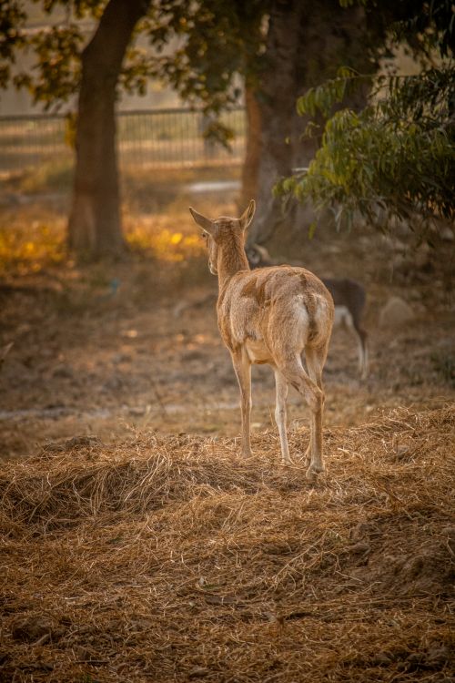Free Back view of a deer grazing in a tranquil forest setting during sunset. Stock Photo
