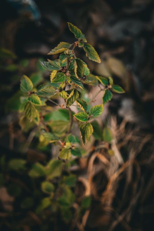 Free A detailed close-up of vibrant green leaves on a plant, set against a blurred natural background. Stock Photo