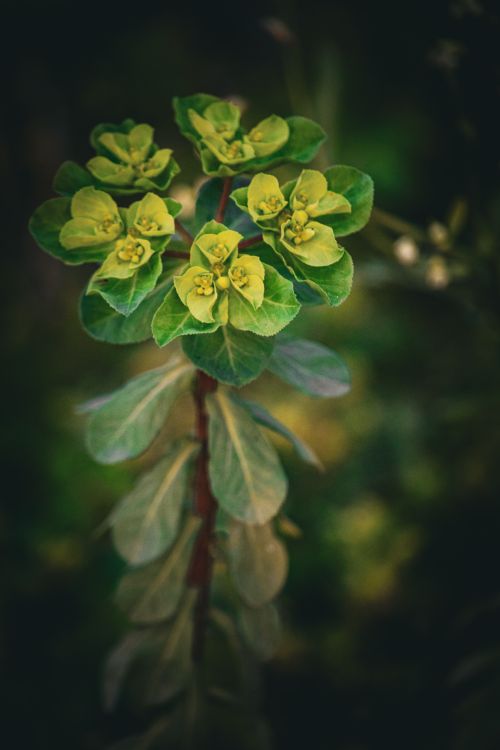 Free Stunning close-up of a Euphorbia plant with lush green flowers and leaves. Stock Photo