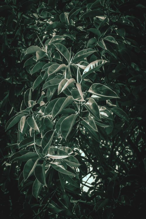Free Moody shot of dark green leaves with dramatic lighting for an artistic feel. Stock Photo