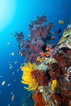 Explore the vivid colors of a thriving coral reef in Southwest Papua, Indonesia, teeming with marine life.
