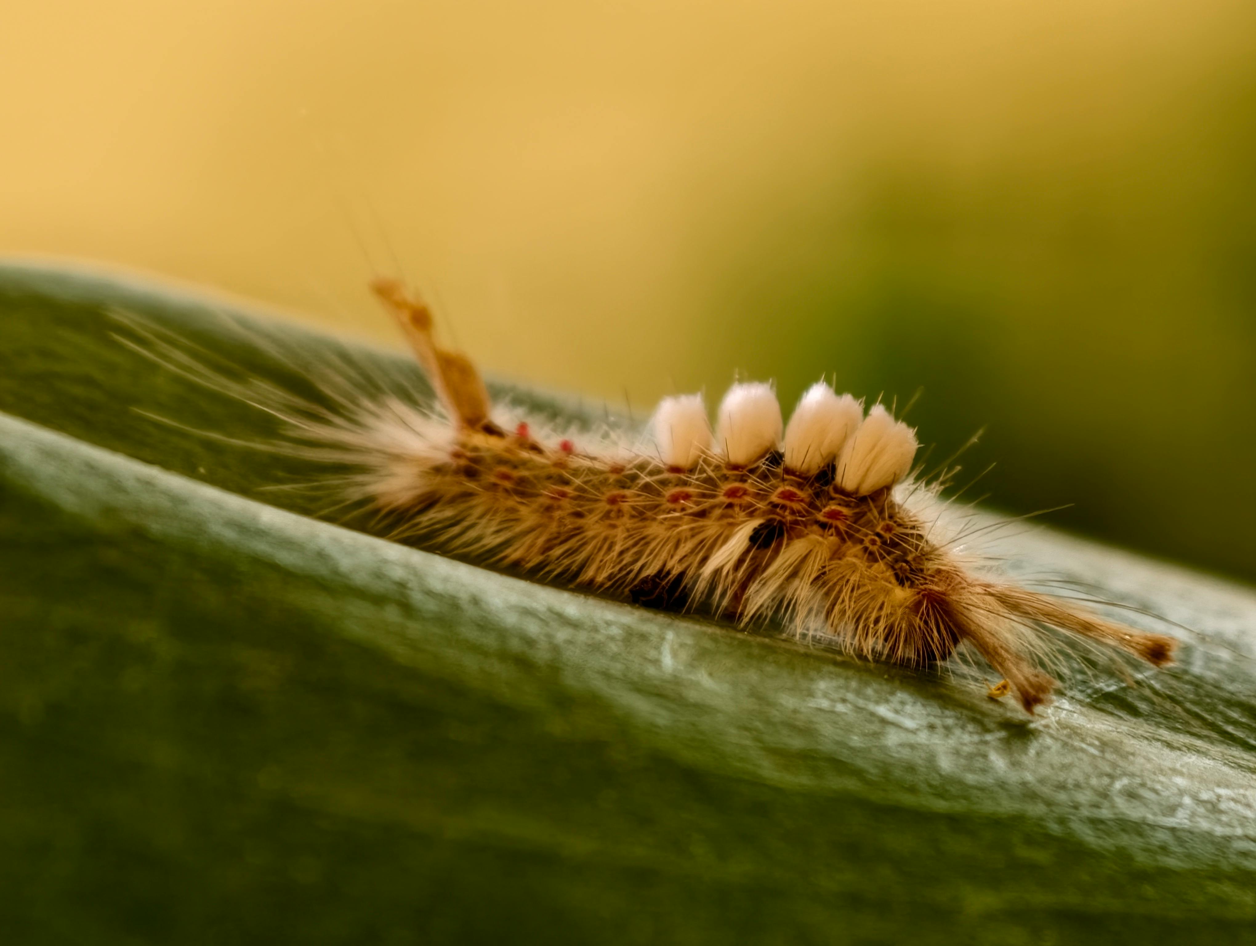 New World Screwworm | Animal and Plant Health Inspection Service — Photo by Garuda on Pexels