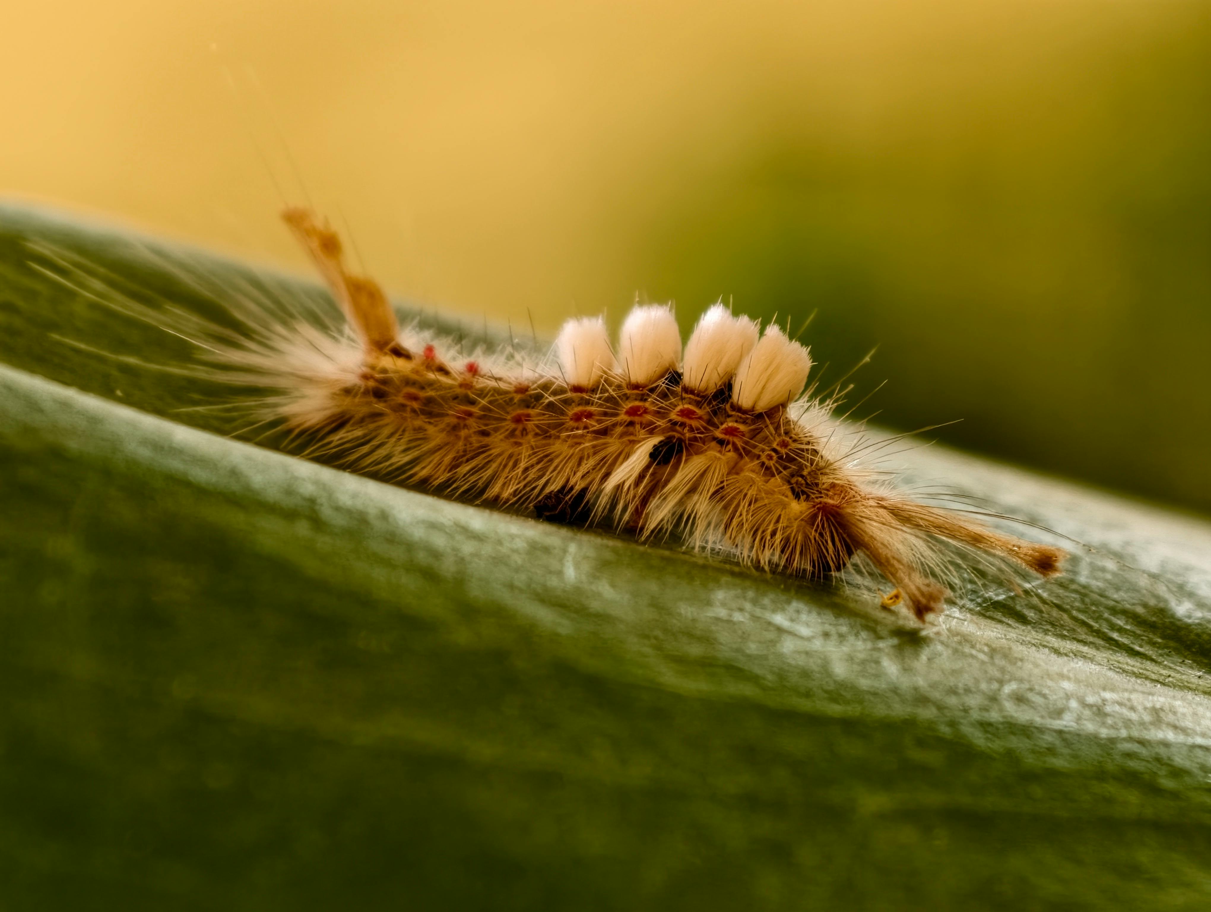 Detailed macro shot of a furry caterpillar resting on a green leaf with a blurred background.