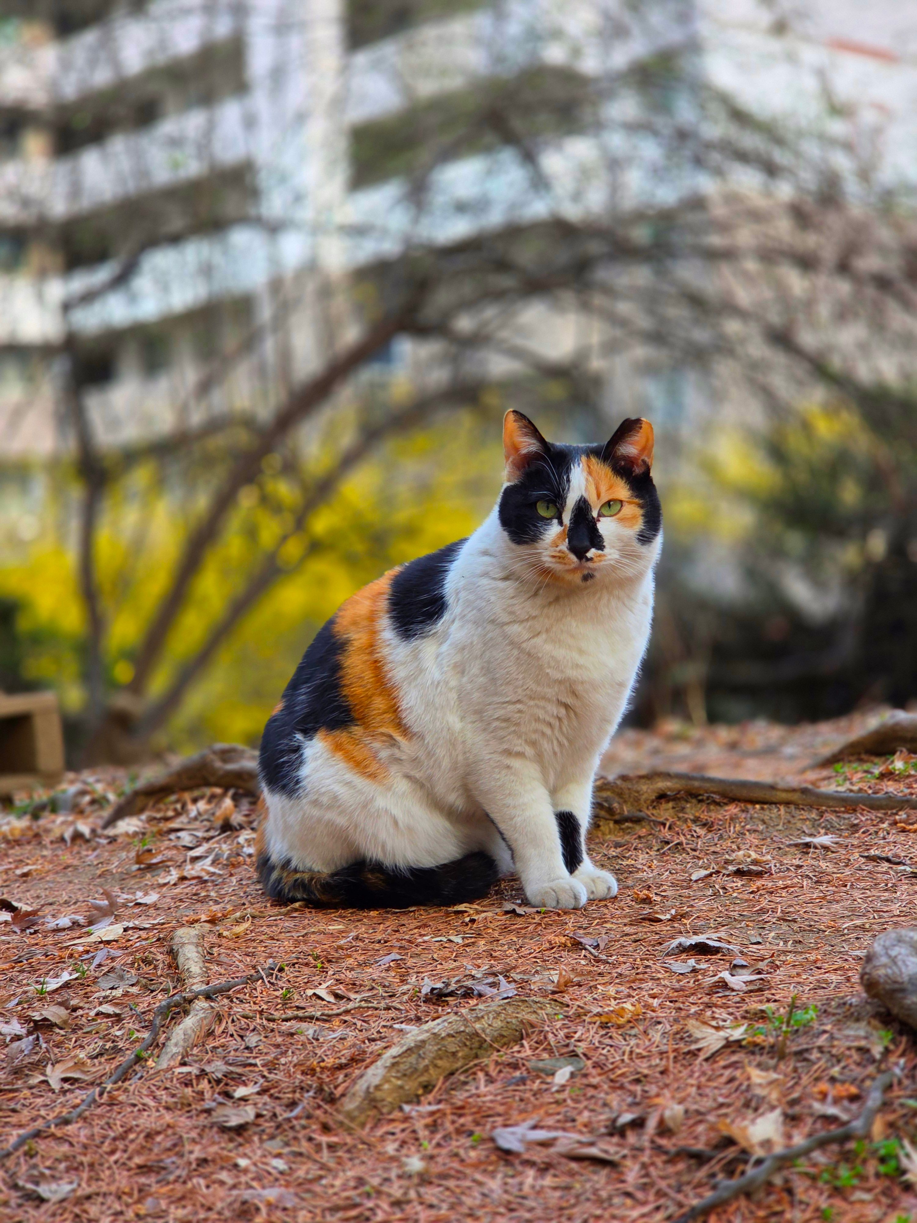 Calico Cat in a Korean Park During Spring · Free Stock Photo