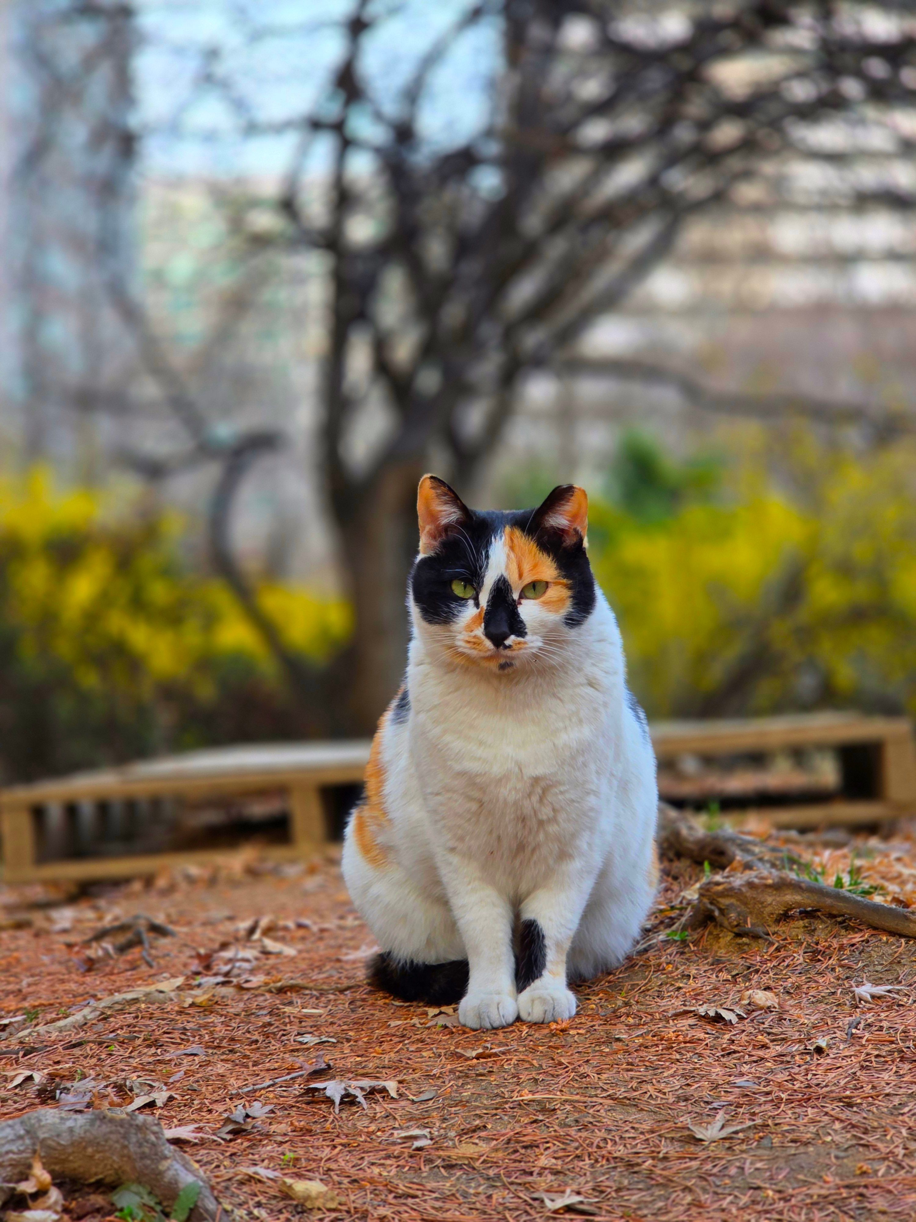 Calico Cat in a Korean Park During Spring · Free Stock Photo