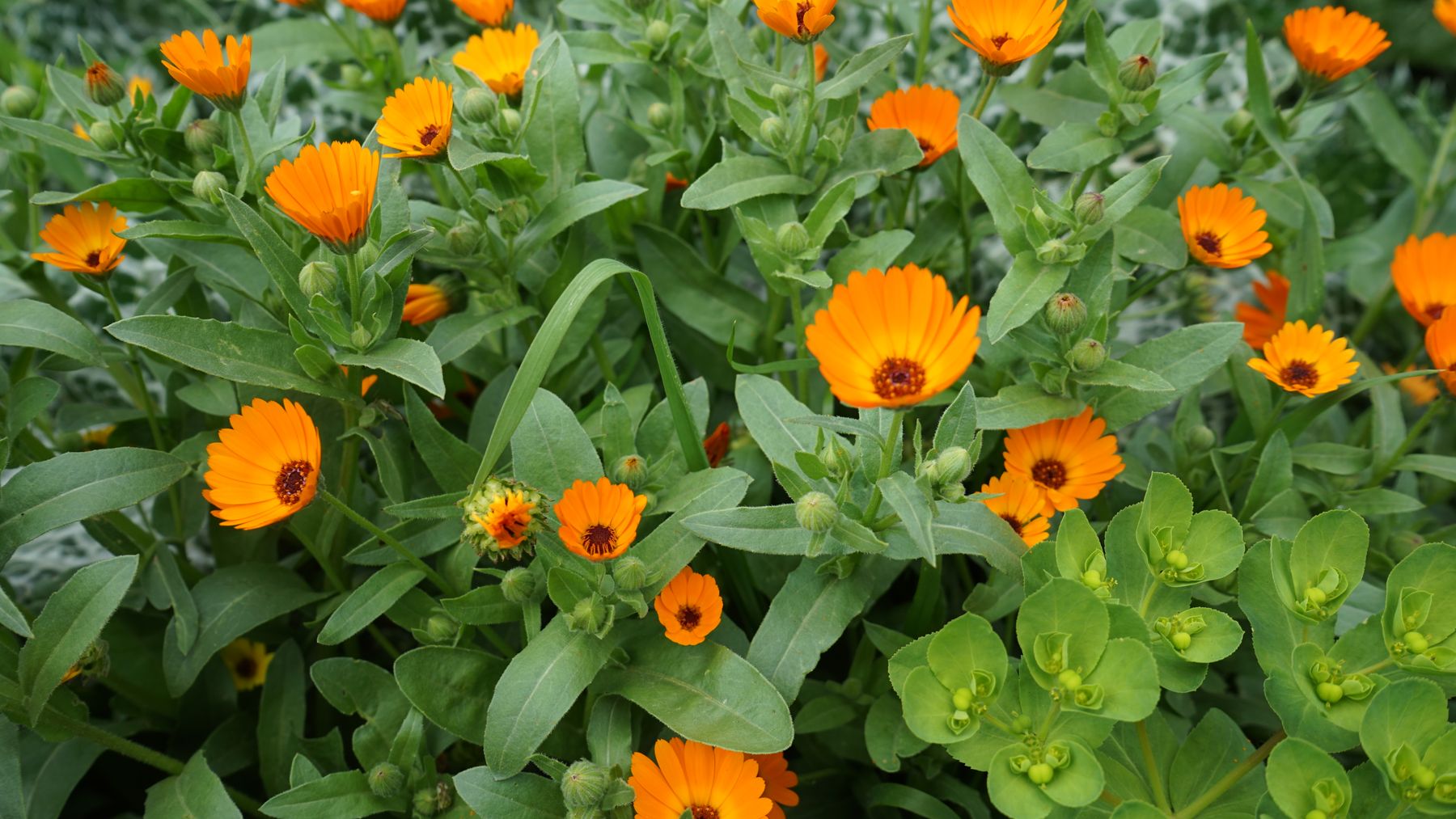 Bright calendula flowers in bloom
