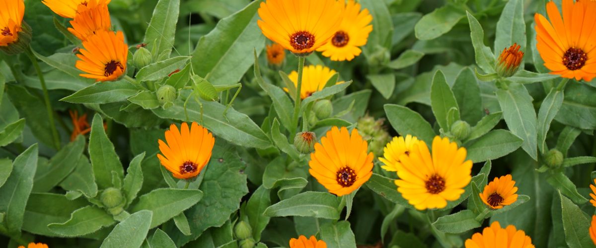 Calendula flowers