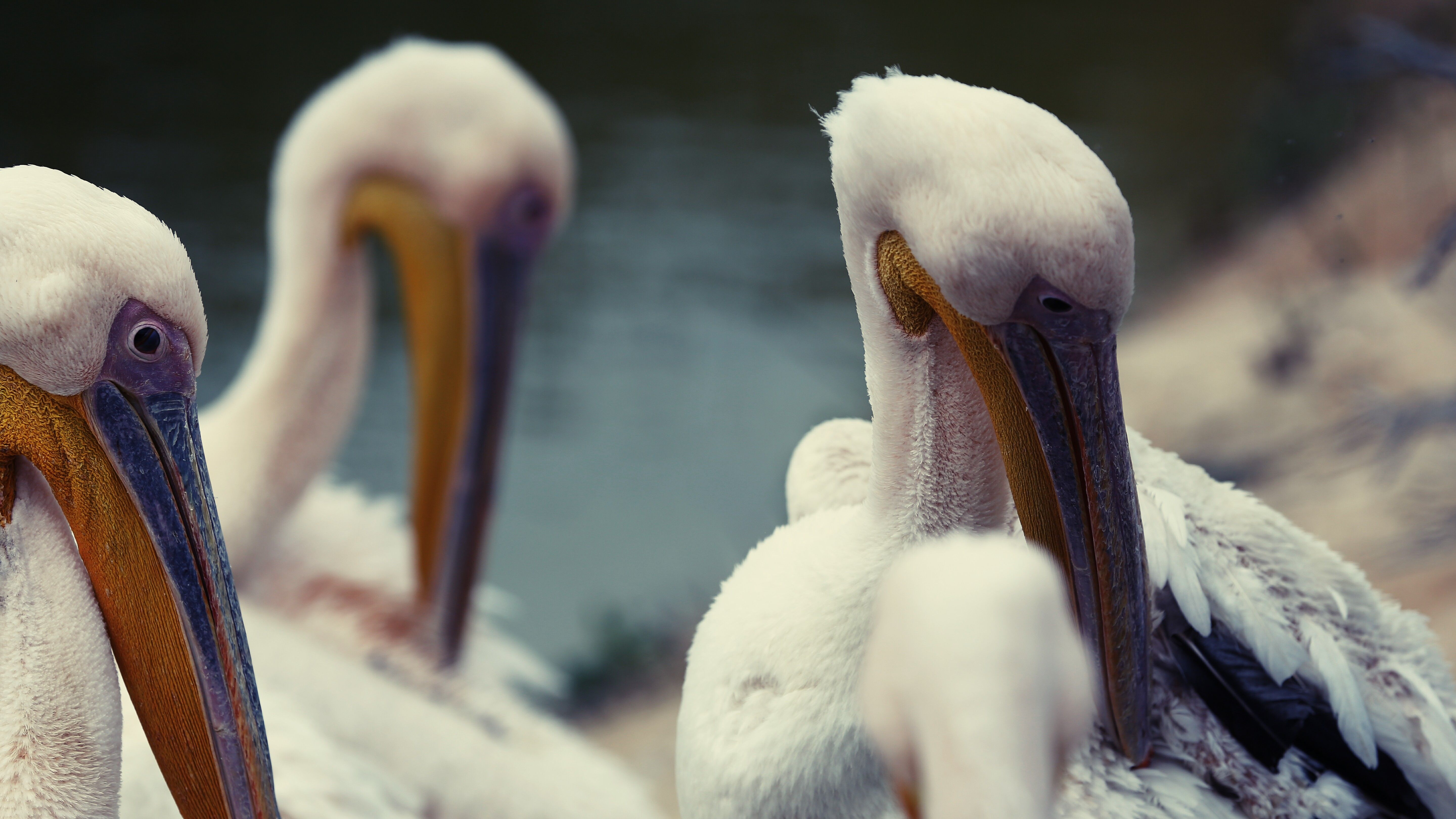 Wprowadzenie do Pelican Casino: Co warto wiedzieć?
