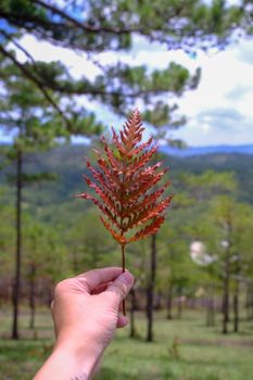 A hand holds a brown autumn leaf against a scenic Dalat forest background.