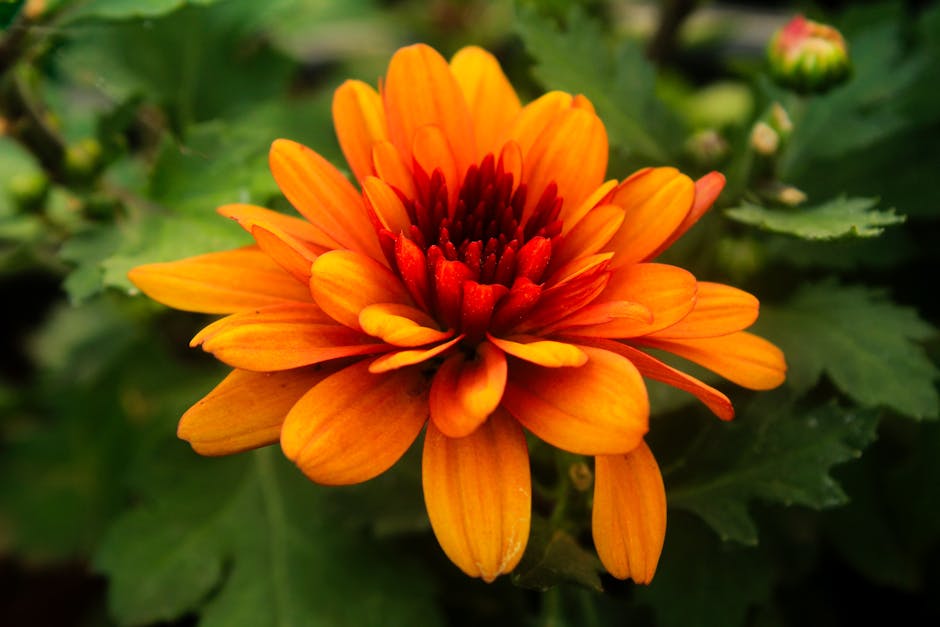 A vibrant Florist’s Chrysanthemum in full bloom on a sunny windowsill - bright light air cleaning plants A vibrant Florist’s Chrysanthemum in full bloom on a sunny windowsill - bright light air cleaning plants