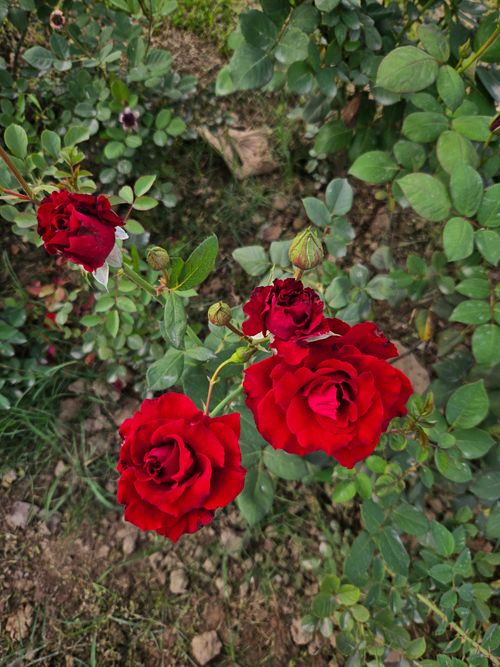Free Close-up of vibrant red roses with lush greenery, showcasing nature's beauty. Stock Photo