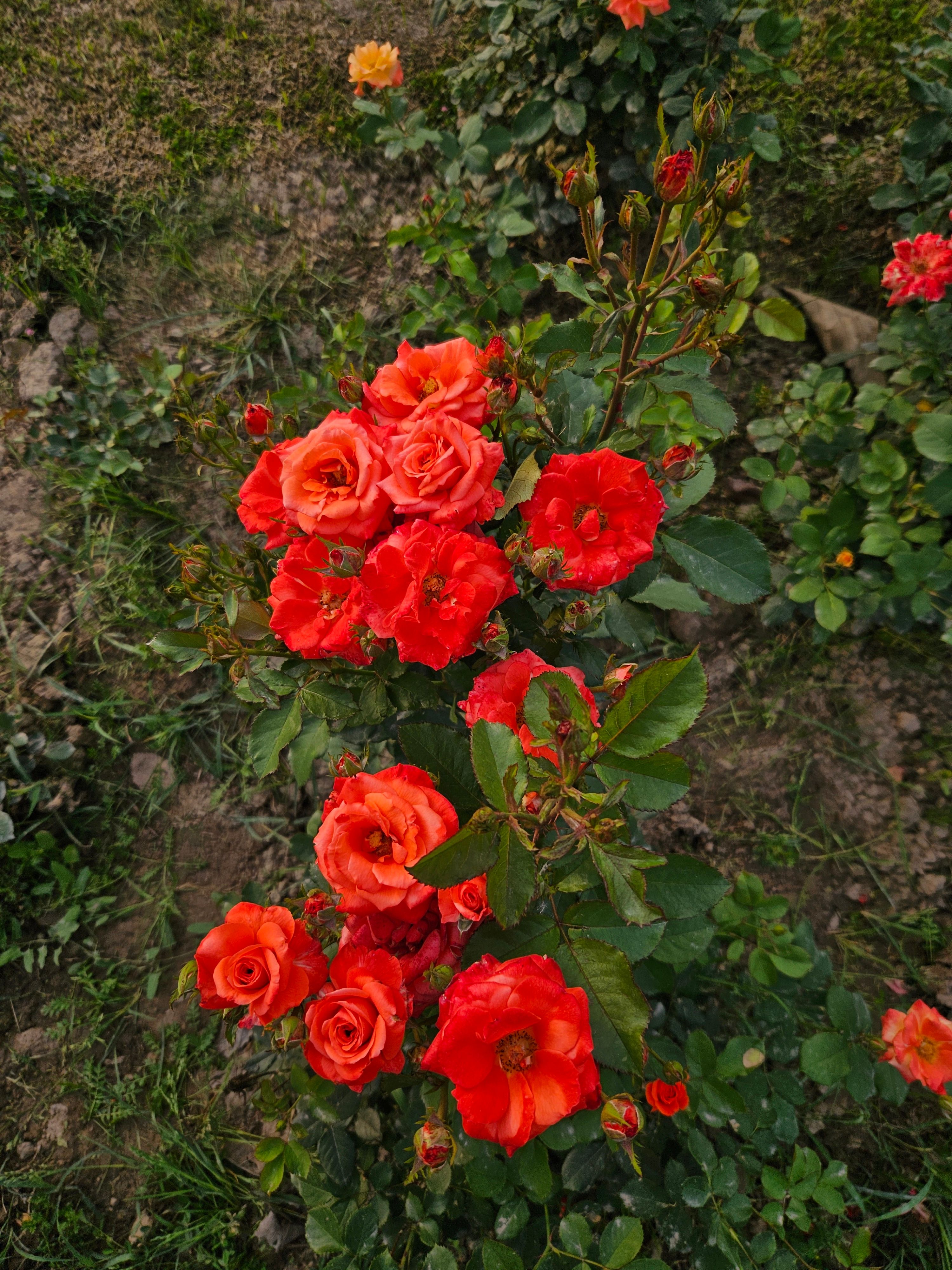 Vibrant Orange Roses in Blooming Garden · Free Stock Photo