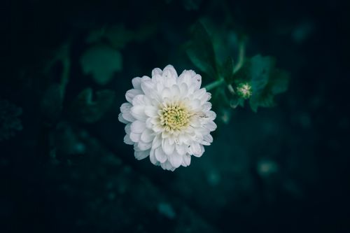 Free A stunning close-up of a white chrysanthemum blooming vibrantly against a dark background. Stock Photo