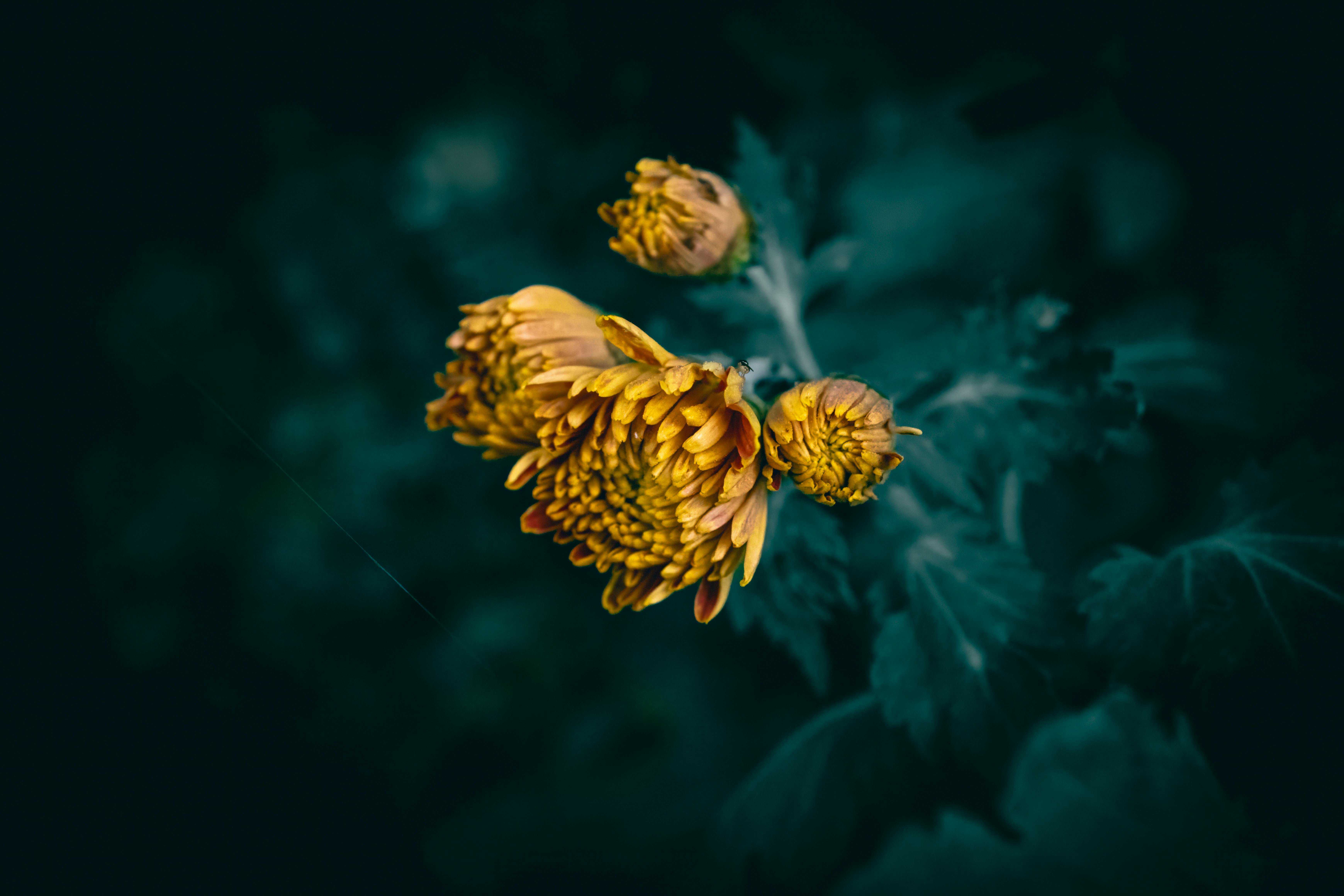 [ColoSach]-a-vibrant-orange-chrysanthemum-flower-blooming-against-a-dark-background,-showcasing-nature's-elegance.