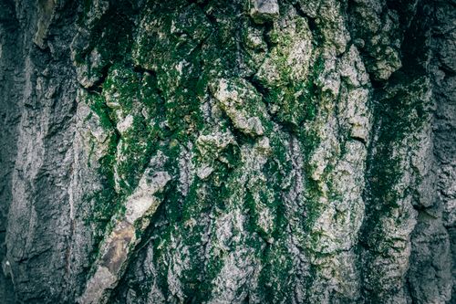 Free Detailed image of green moss on rough tree bark for natural background or texture. Stock Photo