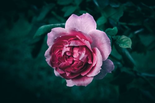 Free Stunning pink rose in full bloom with rich petals against a contrasting dark green background. Stock Photo