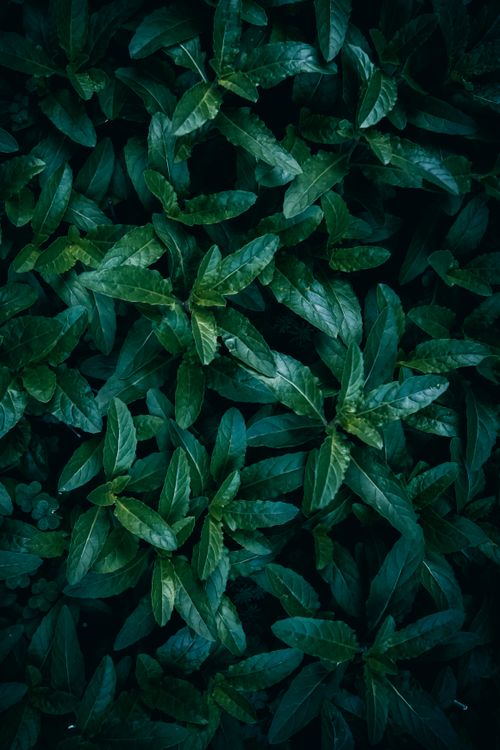 Free A detailed view of vibrant green leaves showcasing nature's texture and pattern outdoors. Stock Photo