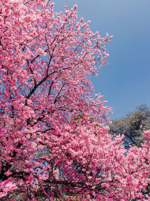 Free Vibrant pink cherry blossoms blooming against a clear blue sky in Shinjuku, Tokyo. Stock Photo