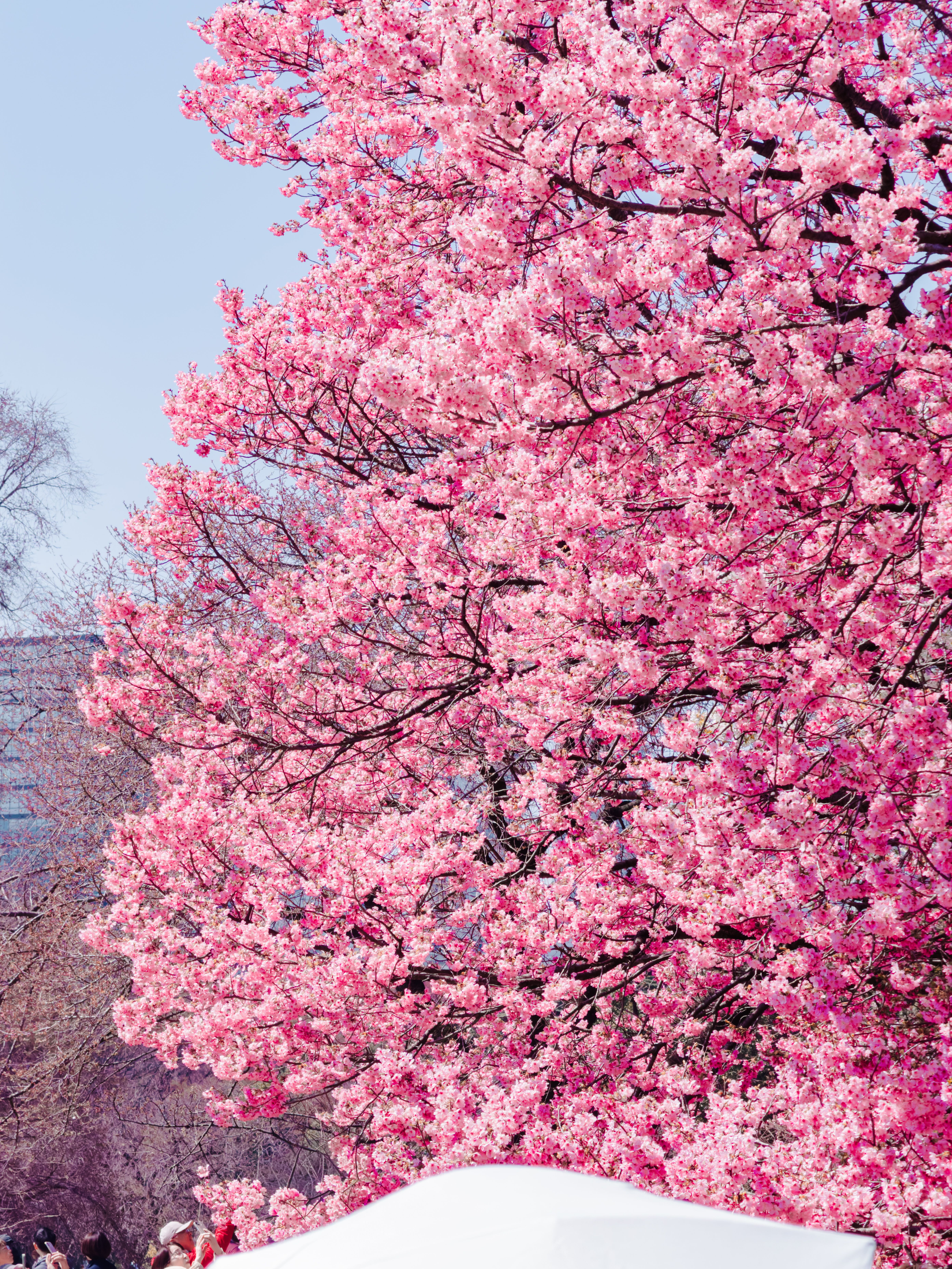 Japan's Double Cherry Blossom Delights 2026: Your Ultimate Guide to Yaezakura Parks