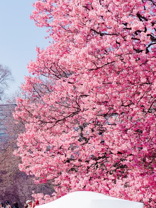 Free Beautiful cherry blossoms in full bloom at Shinjuku Gyoen, Tokyo, during springtime, showcasing vibrant pink flowers. Stock Photo
