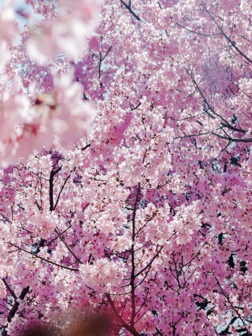 Free Vibrant cherry blossoms in full bloom at Shinjuku Gyoen park, Tokyo, showcasing spring beauty. Stock Photo