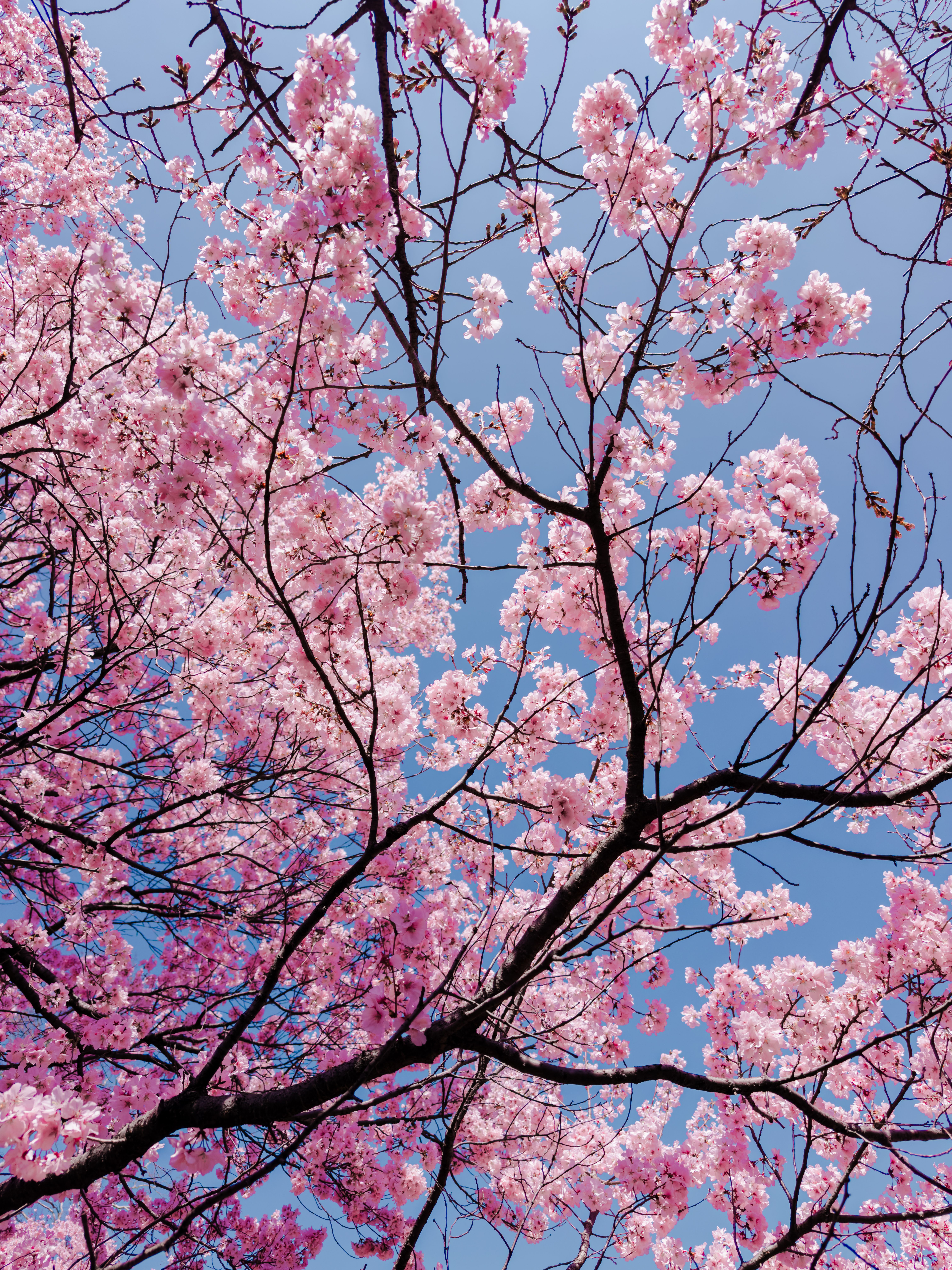 Beautiful cherry blossoms in full bloom under clear blue sky in Shinjuku, Tokyo.