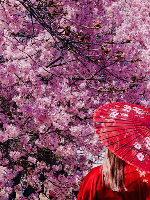 Free Woman in red kimono beneath cherry blossoms holding a traditional umbrella in Shinjuku, Tokyo, Japan. Stock Photo