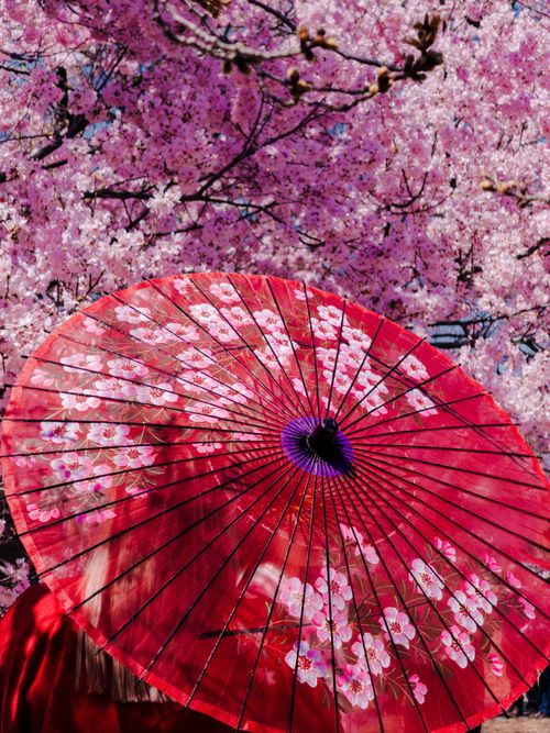Free A vibrant red parasol contrasts beautifully with cherry blossoms in Shinjuku City, Tokyo. Stock Photo