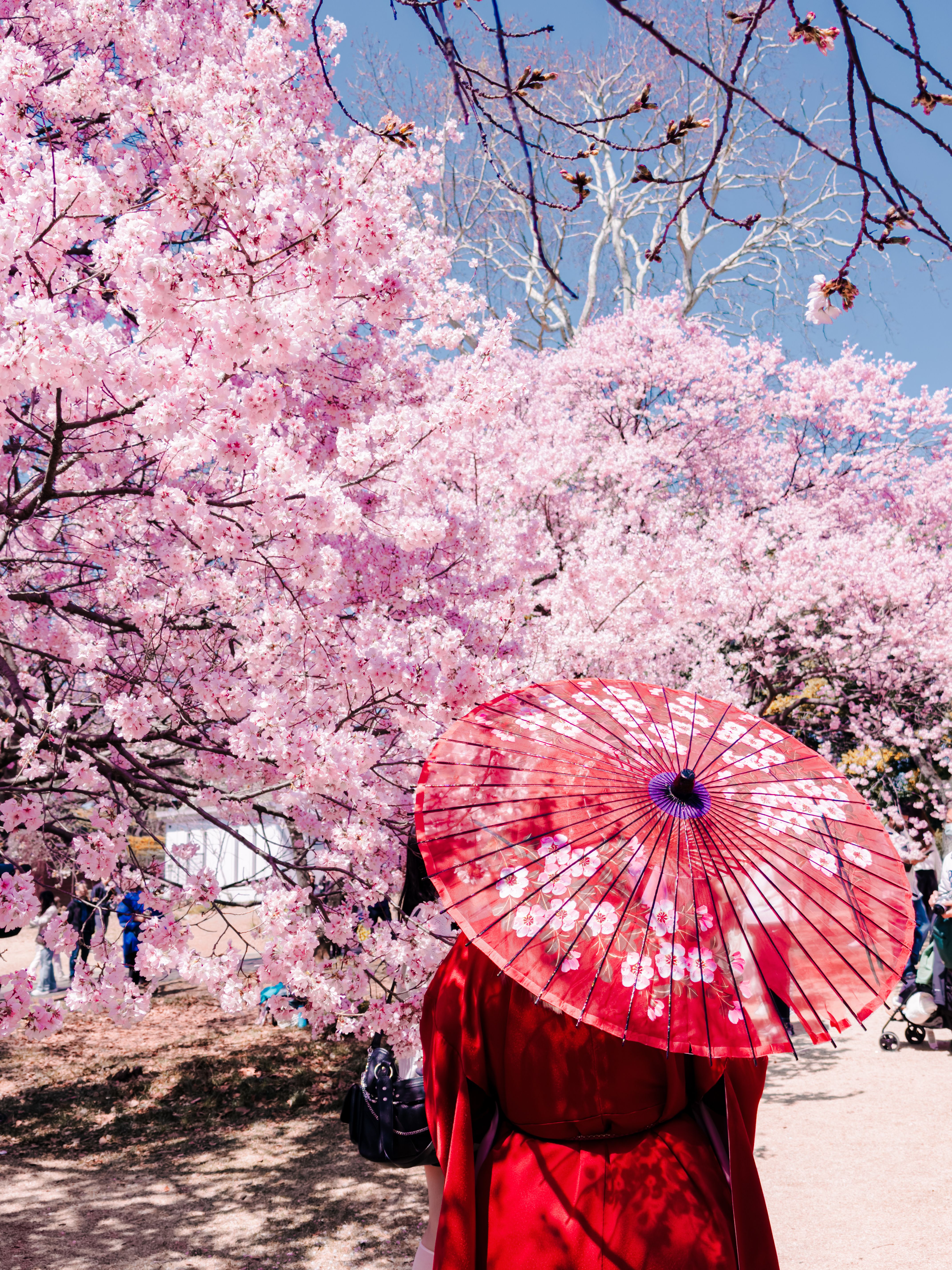 A woman in a red kimono with a parasol admires cherry blossoms in Shinjuku, Tokyo.