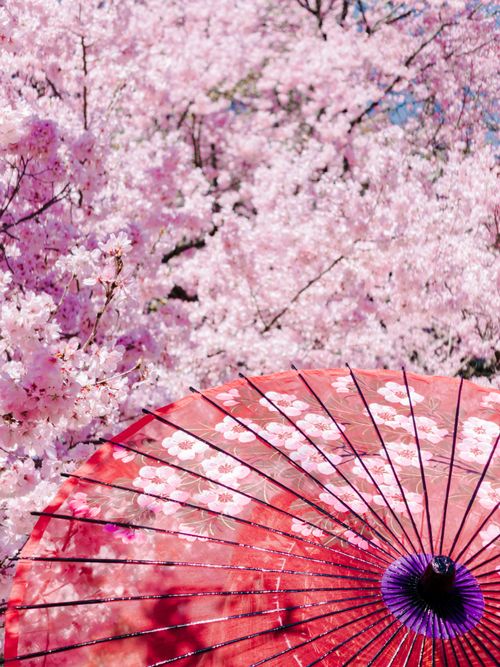 Free Vibrant cherry blossoms with a red parasol in Shinjuku City, Tokyo, Japan. Stock Photo