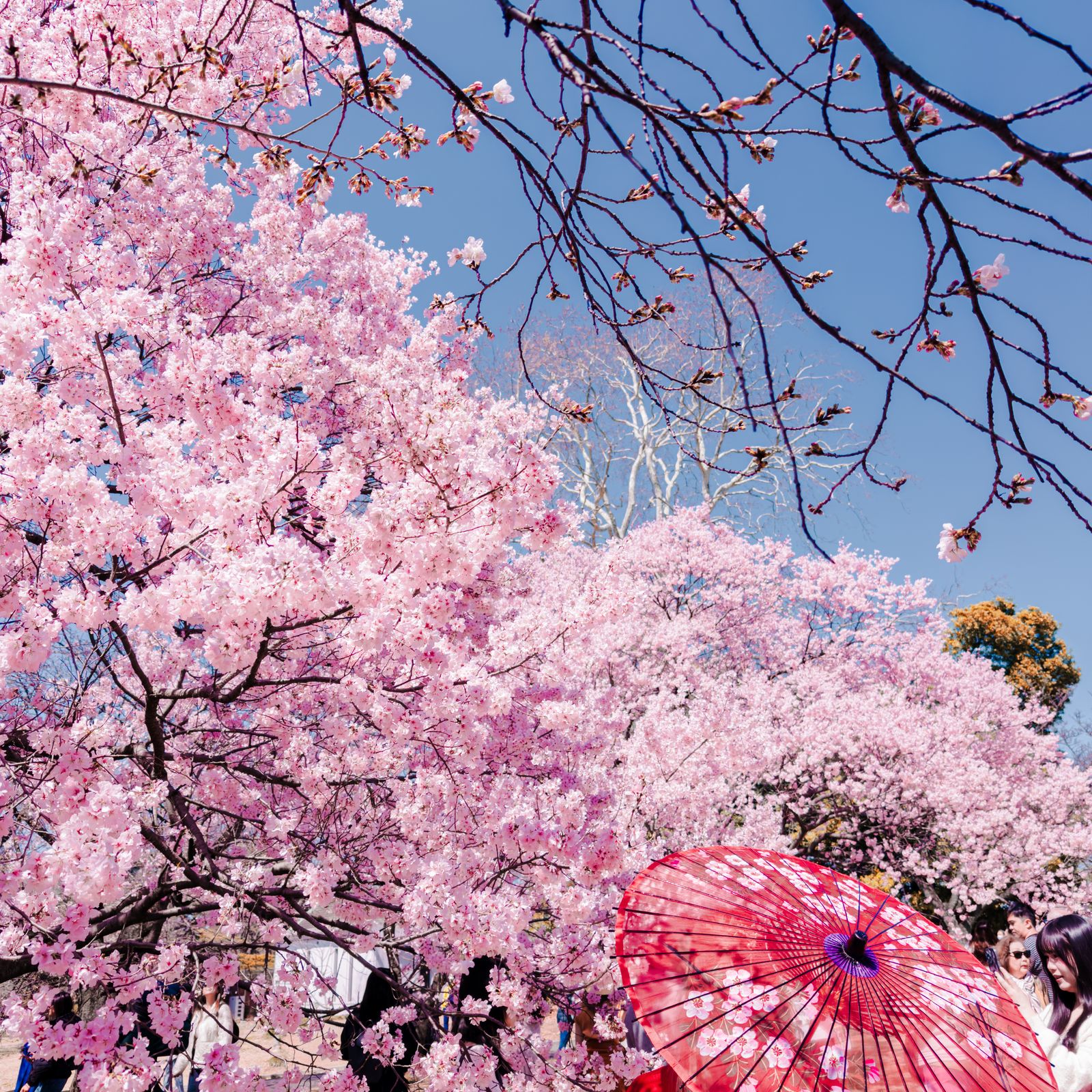 Hanami