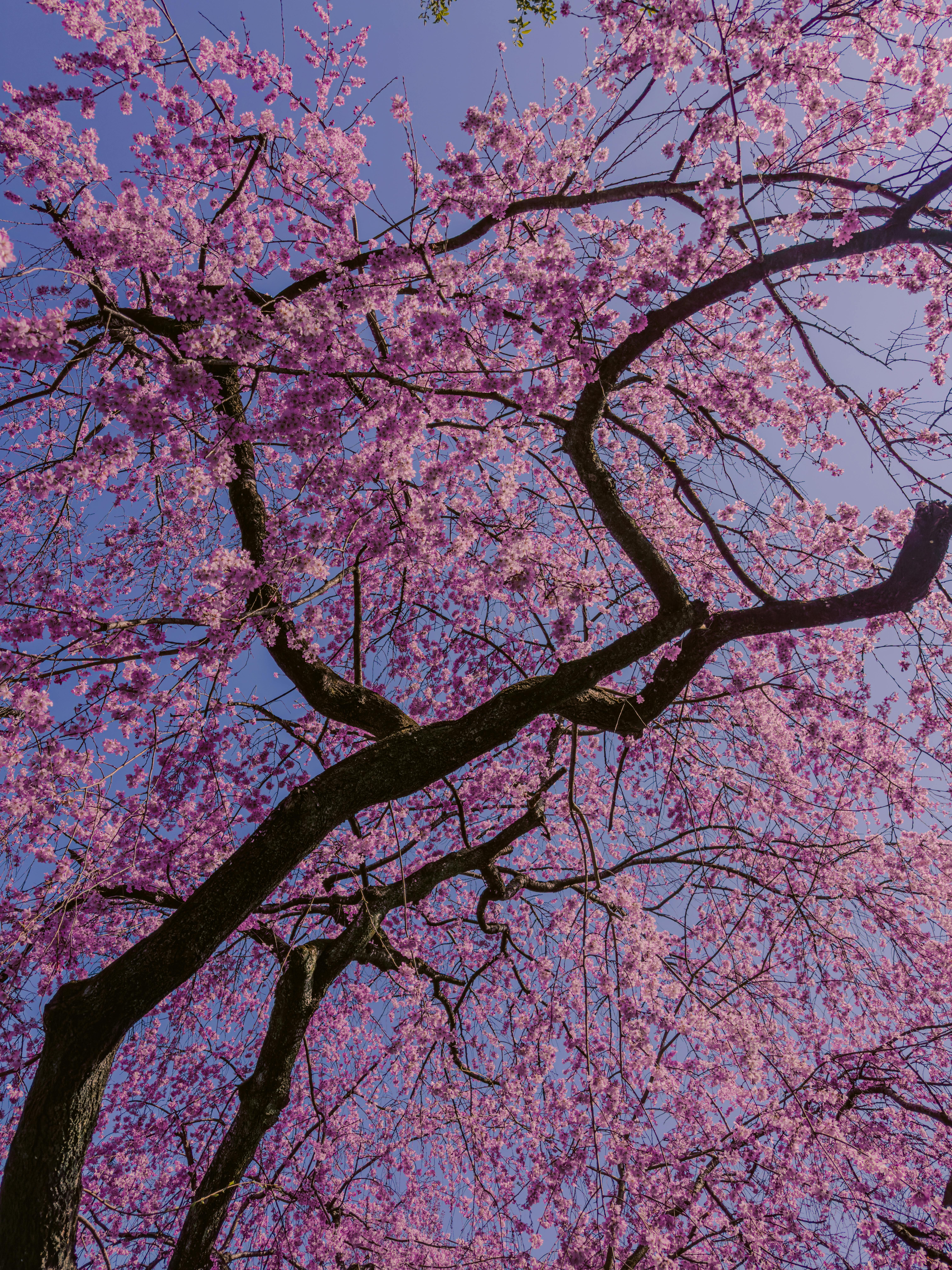 Extend Your Sakura Season: Where to Find Late-Blooming Yaezakura in Tokyo & Kyoto