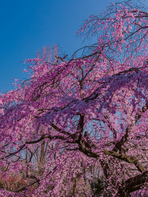 Free A vibrant cherry blossom tree in full bloom against a clear blue sky in Shinjuku City, Tokyo. Stock Photo