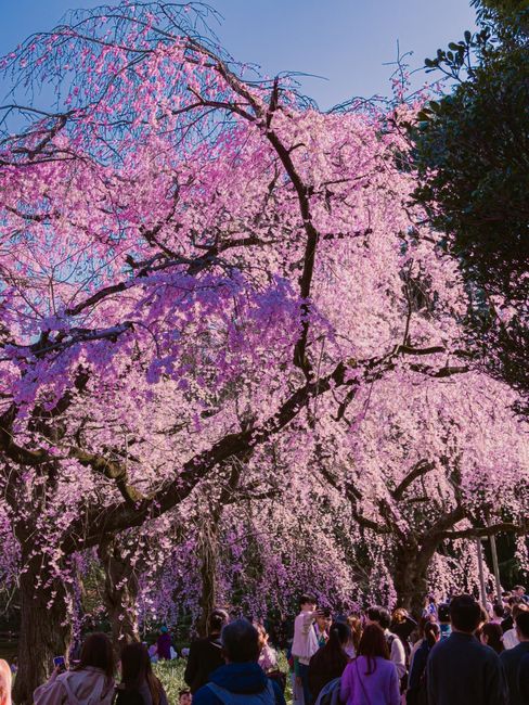 Hanami cherry blossom picnic, Shinjuku Gyoen, Tokyo, Japan