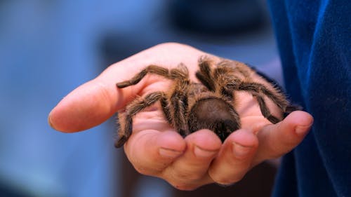 Person Holding Black and Brown Tarantula