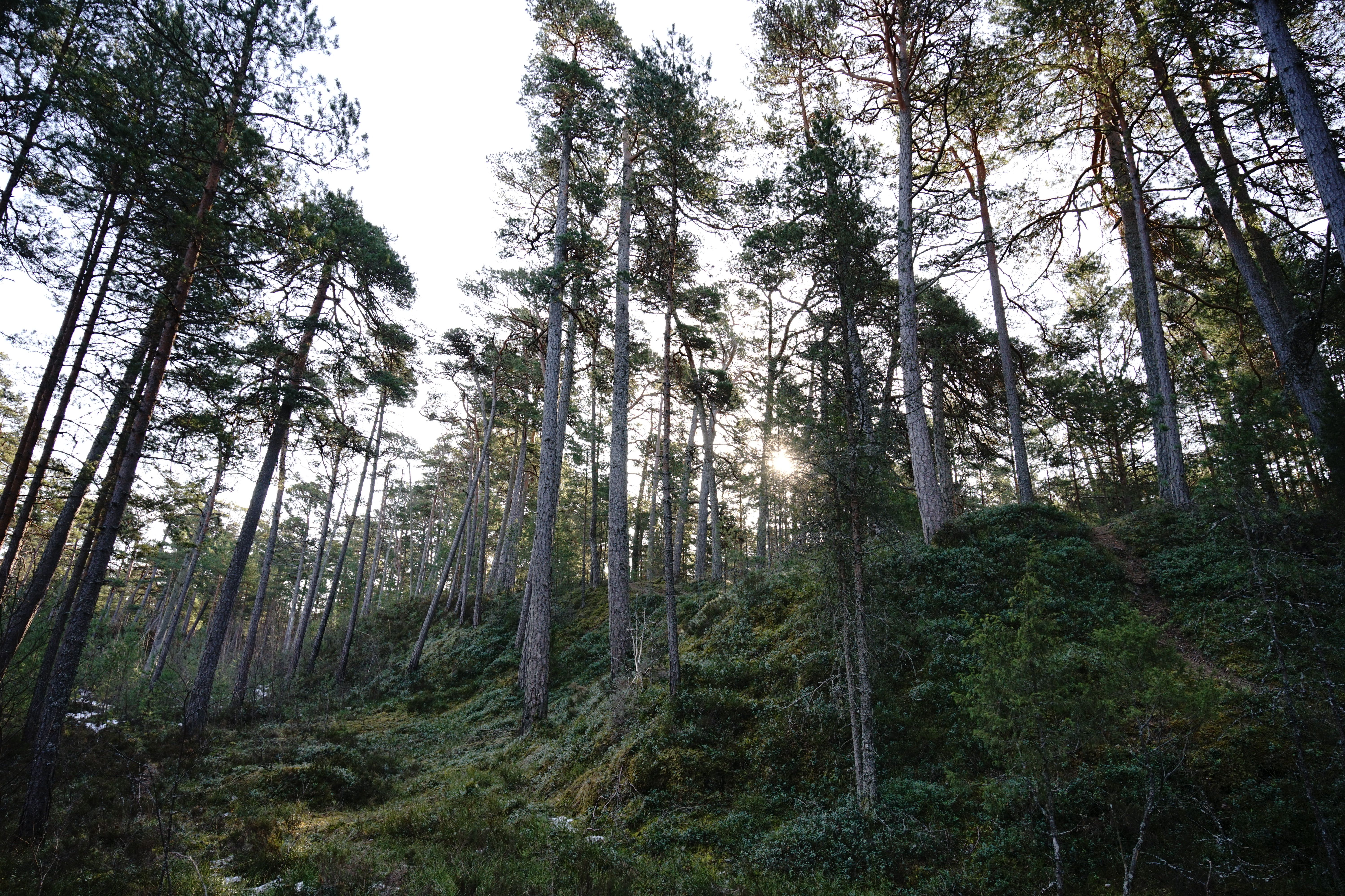 Serene Pine Forest with Sunlight Peeking Through · Free Stock Photo