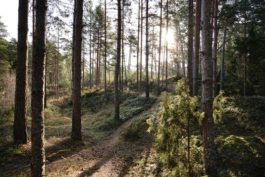 Discover the tranquil beauty of a sunlit forest path, perfect for nature enthusiasts.