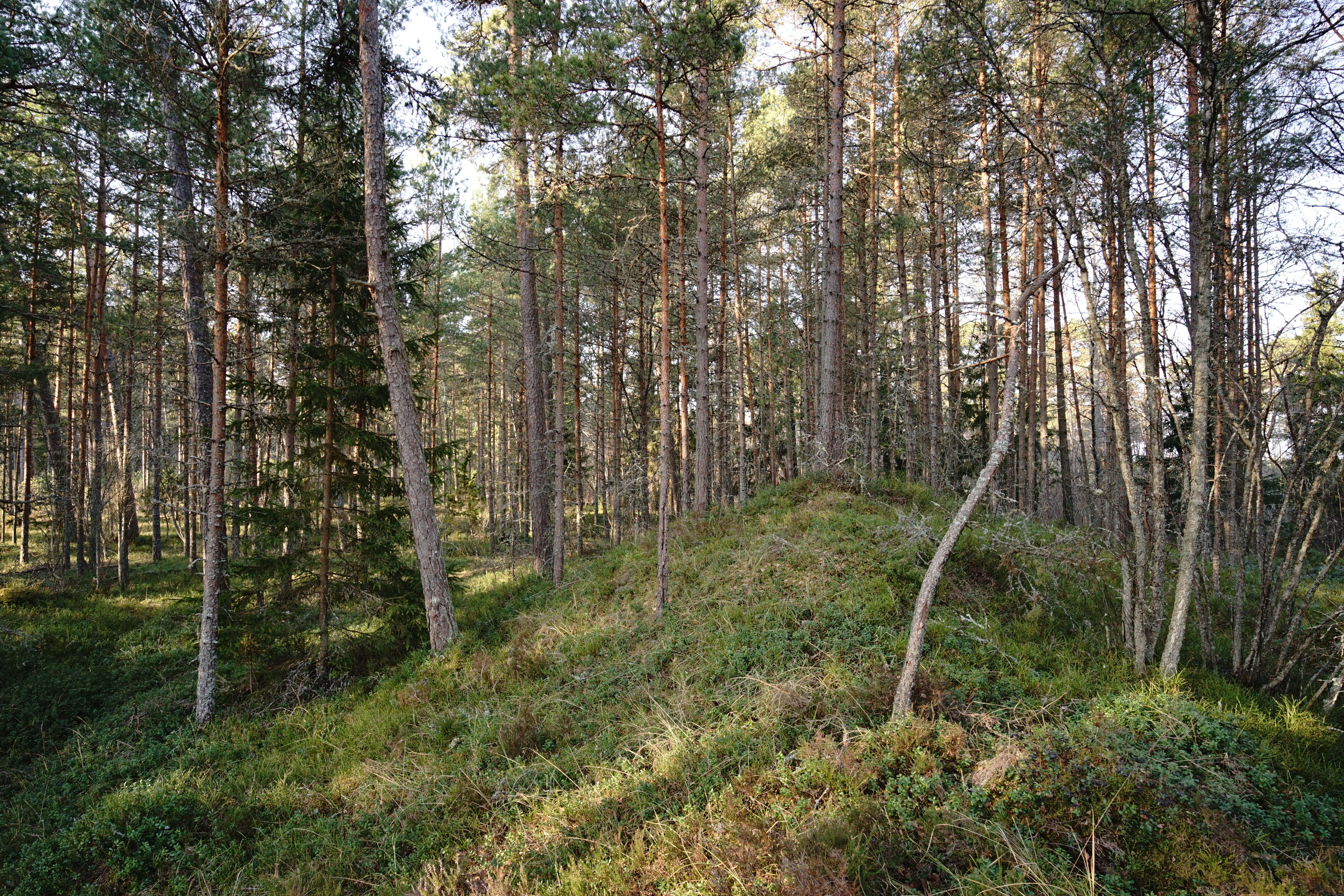 Serene Forest Landscape in Sunlight · Free Stock Photo