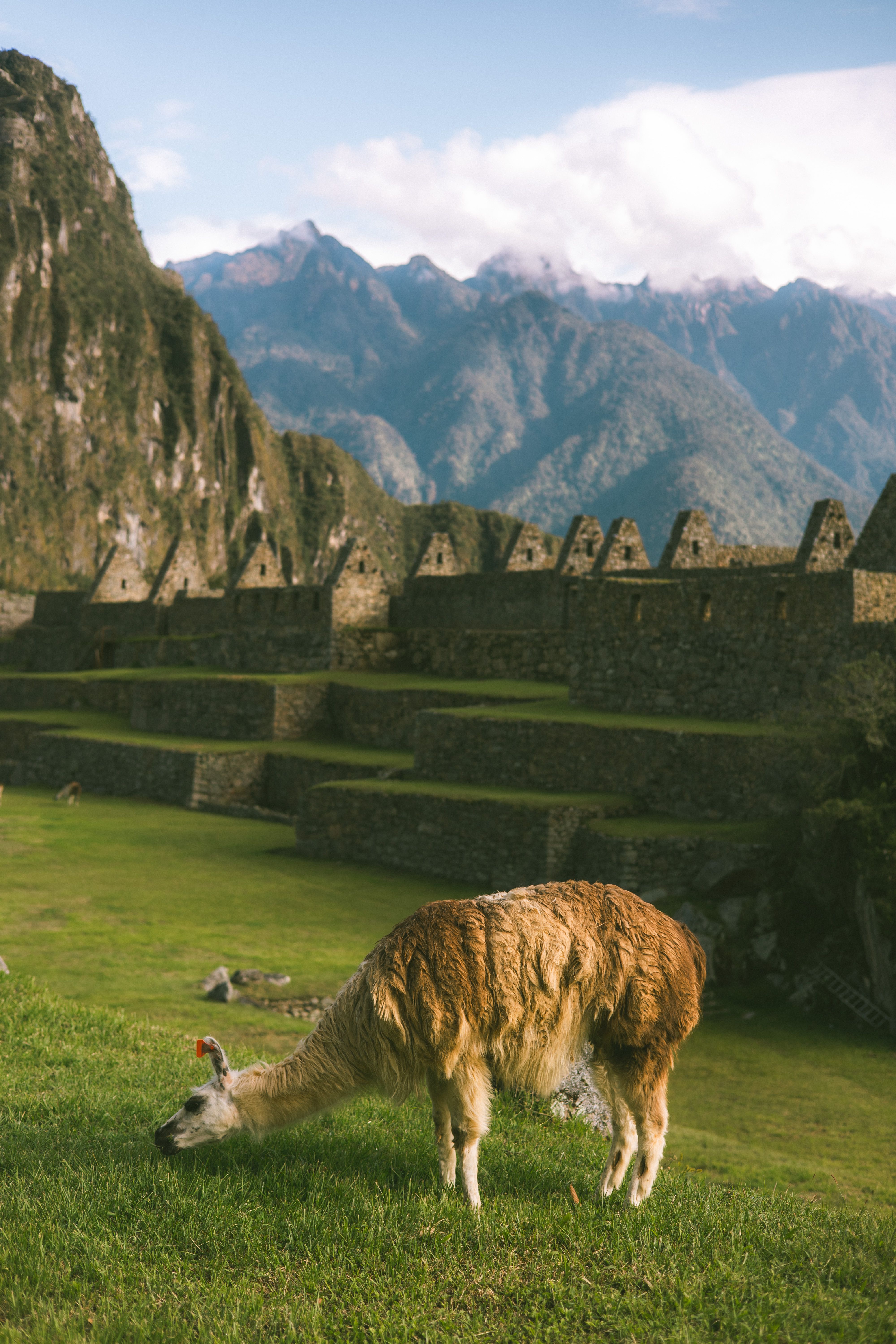 A llama grazes peacefully at the ancient site of Machu Picchu with a backdrop of the majestic Andes Mountains.