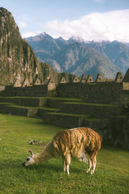 A llama grazes peacefully at the ancient site of Machu Picchu with a backdrop of the majestic Andes Mountains.