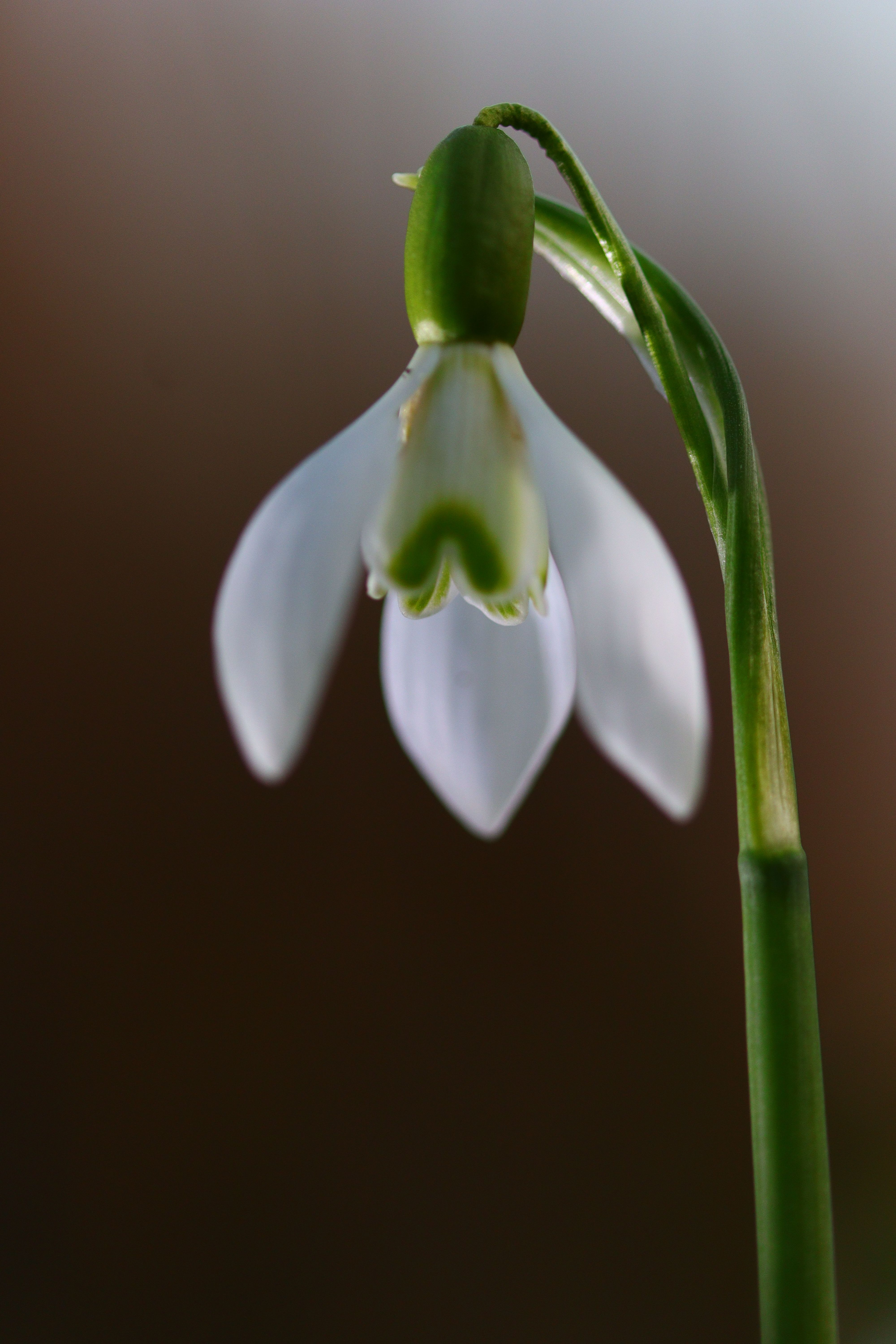 Close-Up of a Single Snowdrop Flower in Bloom · Free Stock Photo