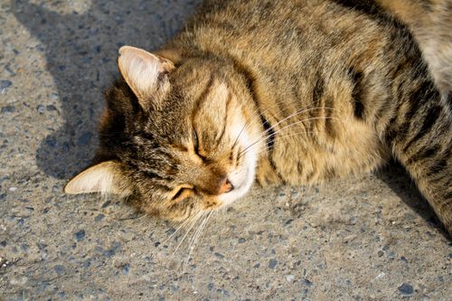 Free A serene tabby cat lounging in the sun on a concrete surface, enjoying a peaceful moment. Stock Photo