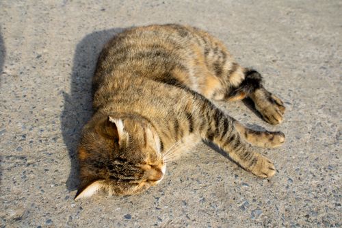 Free A peaceful tabby cat sleeps comfortably on a sunlit pavement, enjoying a warm day outdoors. Stock Photo