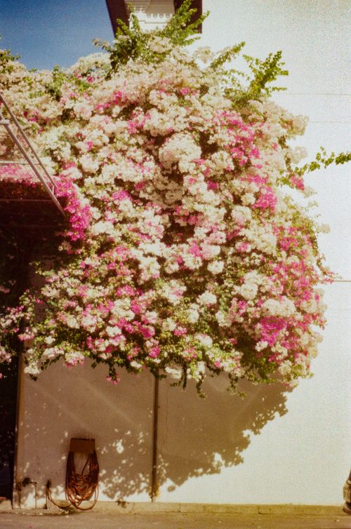 Free Vibrant pink and white bougainvillea cascading over an urban wall on a sunny day. Stock Photo